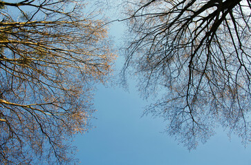 Tree branches with buds against background of blue sky in an early spring  sunny day. phto