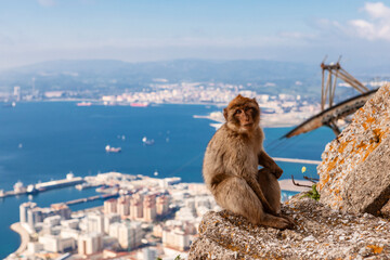 Barbary macaque monkey on the Rock of Gibraltar, with Algeciras Bay in the background 