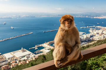 Barbary macaque monkey on the Rock of Gibraltar, with Algeciras Bay in the background  - obrazy, fototapety, plakaty