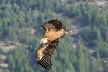 Griffon vulture in flight in Provence, France