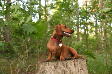 Kurzhaardackel im Wald