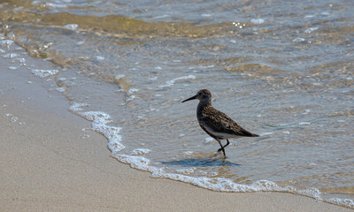 A Dunlin is walking on the beach. Also known as a Red-backed Sandpiper