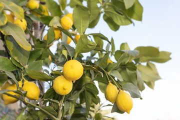 Ripe lemons hanging