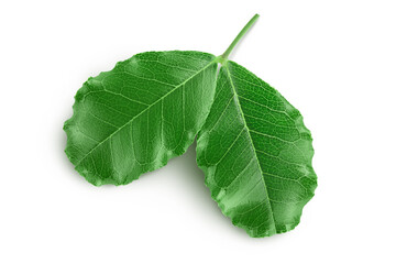 Fresh carob leaves isolated on white background with clipping path. Top view. Flat lay