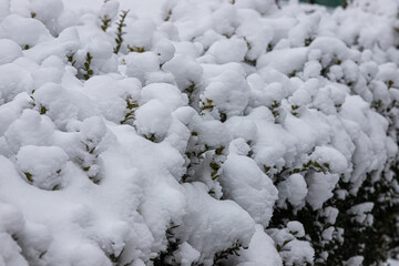 plant with green leaves under the snow on a background of snow. background