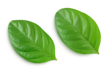 Obraz premium Fresh Guava leaf isolated on white background with clipping path