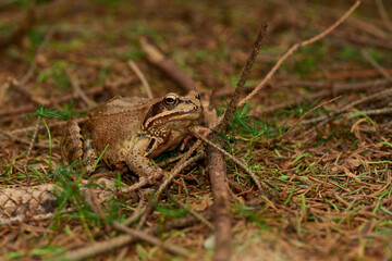 Grasfrosch im Herbst im Wald	