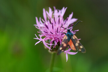 Veränderliches Widderchen (Zygaena ephialtes)	