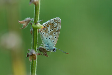 Silbergrüner Bläuling (Polyommatus coridon)	