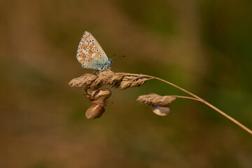 Himmelblauer Bläuling und Gemeine Heideschnecke	
