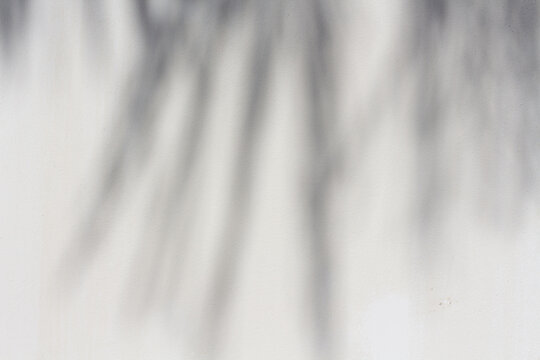 Gray concrete background with palm tree leaves shadows silhouette . 