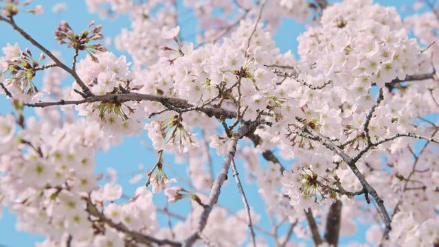 満開の桜と青空　春のお花見イメージ　定点カメラ