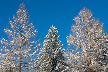 Winter forest with snow on trees and floor