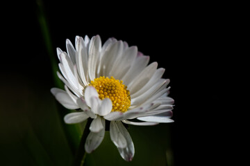 Pâquerette -  Bellis perennis - Astéracées, 