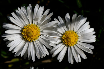 Fototapeta premium Pâquerette - Bellis perennis - Astéracées, 