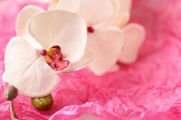 Fototapeta na wymiar Orchid flower on pink wrinkled paper background, copy space