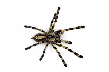Tarantula (Theraphosidae) isolated on white background. - obrazy, fototapety, plakaty