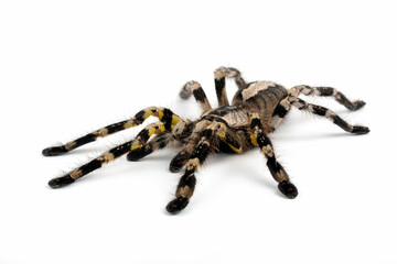 Tarantula (Theraphosidae) isolated on white background.