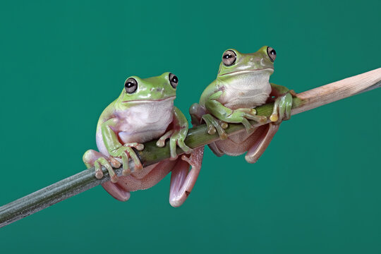 A pair of Dumpy Frogs (litoria caerulea) is sitting on a bamboo stick.