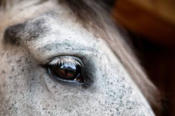 Portrait of a gray horse, close-up eye.