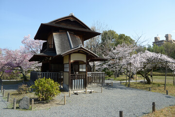 Fototapeta na wymiar 傍花閣と枝垂れ桜