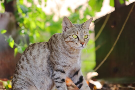photo of a tabby grey cat posing in the garden