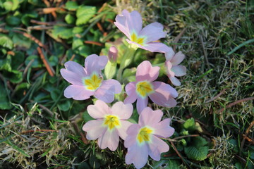 nature garden spring blossom macro flower