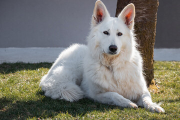 Obraz premium White Swiss Shepherd Dog outdoor portrait in nature.