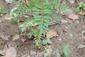 photo of leaves of marigold plant