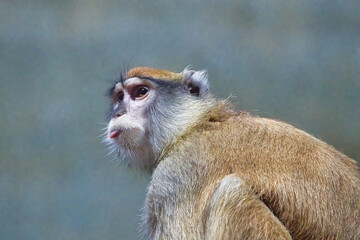 Patas monkey portrait