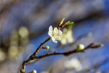 Blooming buds with white flowers on a fruit tree twig on an early spring morning Selective focus Shallow depth of field