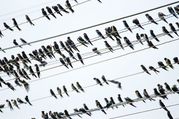 Fototapeta premium Many swallow on the line