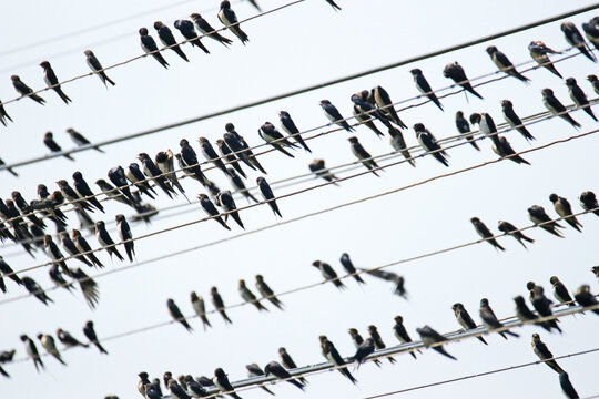 Many swallow on the line