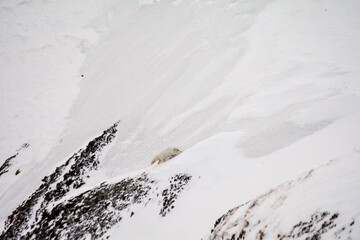 polar fox in its environment in Svalbard