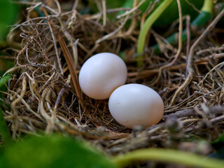 Mourning dove, bird eggs
