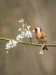 Goldfinch Perched on a Branch