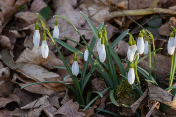 White snowdrop flower, close up. Galanthus blossoms illuminated by the sun in the green blurred background, early spring. Galanthus nivalis bulbous, perennial herbaceous plant in Amaryllidaceae family