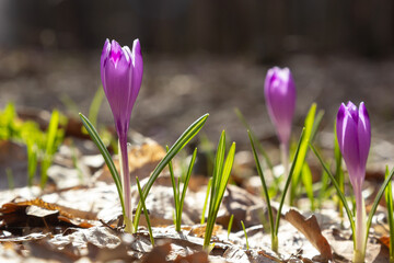 Close up of a woodland crocus, crocus tommasinianus, flower emerging into bloom