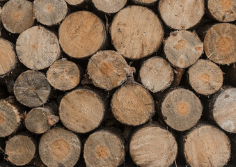 Fototapeta premium Timber round logs tree wood forest background lumber