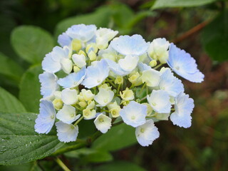 紫陽花