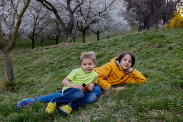 Naklejka na ściany i meble Happy children, siblings, boys, visiting Prague springtime in the evening, walking in park with pet dog