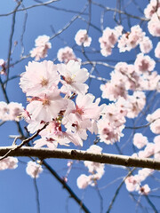 Blooming tree branches, white flowers, apple tree