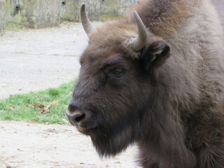 Ein junges Bison