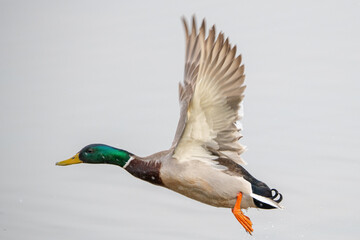 Obraz premium Anas platyrhynchos