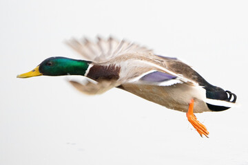 Obraz premium Anas platyrhynchos