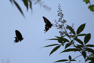 A courtship ritual in butterflies 
