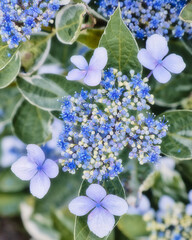 薄紫色とブルーの額紫陽花のアップ