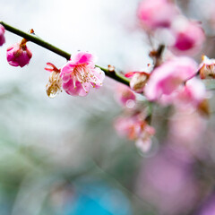 Fototapeta na wymiar Plum blossoms blossom on the tree
