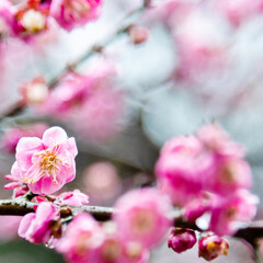 Obraz na płótnie Canvas Plum blossoms blossom on the tree