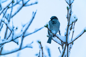 The house sparrow (Passer domesticus)